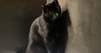 lea pet sitter à NANTES 44100