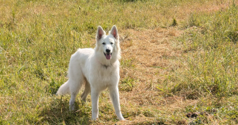 audrey dog sitter à LOUCELLES 14250_3