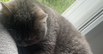 imane pet sitter à CHOISY LE ROI 94600_0