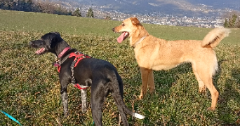 elise pet sitter à CHAMBERY 73000_8
