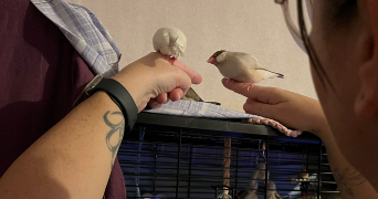 delphine pet sitter à PLEUDIHEN SUR RANCE 22690_2