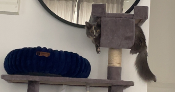 venise pet sitter à LAMBERSART 59130_1