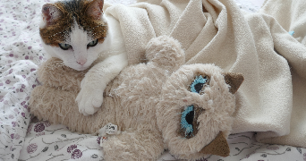 sébastien pet sitter à MONTAUBAN 82000_1