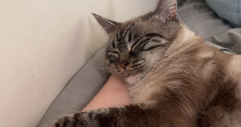 chloé pet sitter à BEZONS 95870_3