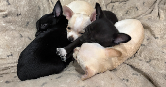lea pet sitter à HENIN BEAUMONT 62110_4