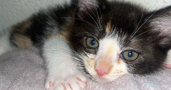 gwendoline pet sitter à LE TEIL 07400_3