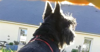 anita pet sitter à LOUVERNE 53950