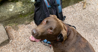 colyne pet sitter à LYON 03 69003_3