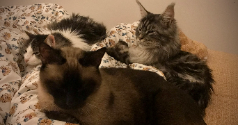 lana pet sitter à MORMANT 77720_9