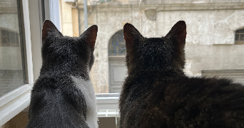 oanell pet sitter à BORDEAUX 33000_2