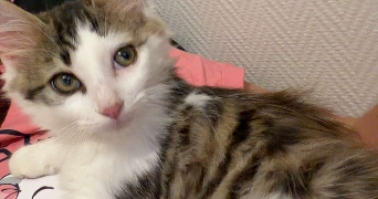 isabelle cat sitter à TOULOUSE 31300_0