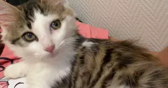 isabelle cat sitter à TOULOUSE 31300