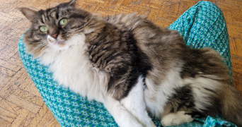 juliette pet sitter à NANTES 44100_3