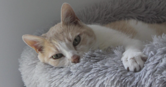 johan pet sitter à VANNES 56000_0