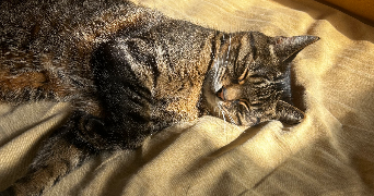 lili pet sitter à LAVAL 53000_6
