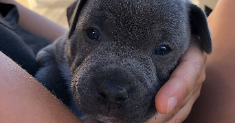 jade pet sitter à VILLEFRANCHE SUR SAONE 69400_1