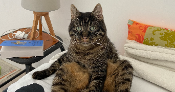 marion pet sitter à PONTRIEUX 22260_1