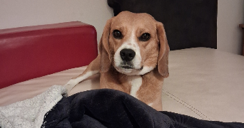 ellea pet sitter à ST GREGOIRE 35760_4