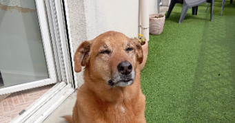 delphine pet sitter à TRAPPES 78190_1