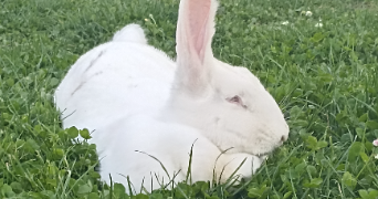 marina pet sitter à AUREILHAN 65800_1
