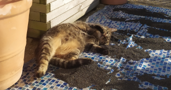 suzanne pet sitter à THIAIS 94320_9