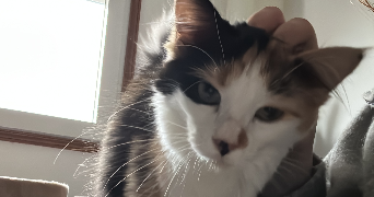camille pet sitter à BEAUVAIS 60000_1