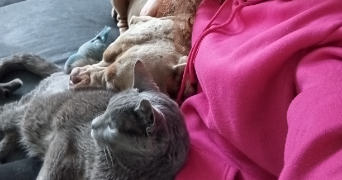 sandrine pet sitter à Savigny-le-Temple 77176_0
