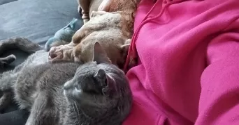 sandrine pet sitter à Savigny-le-Temple 77176