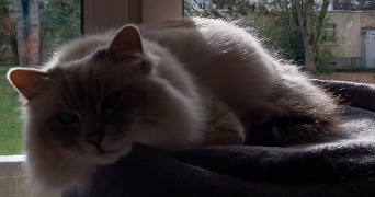 sylvie pet sitter à LUTTERBACH 68460_1