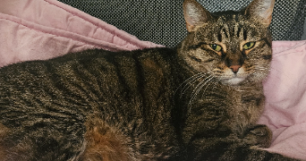 marina pet sitter à FONTENAY AUX ROSES 92260_0