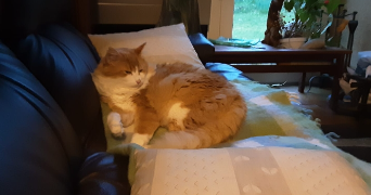 cyril pet sitter à ST CYR L ECOLE 78210_2