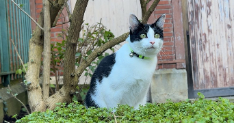 ambre pet sitter à DIJON 21000_1
