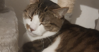 Clelia  pet sitter à ST NAZAIRE 44600_2
