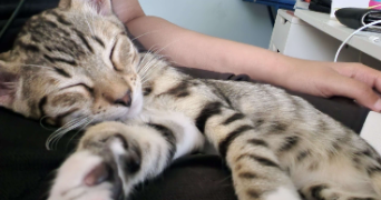 kheira pet sitter à SETE 34200_2