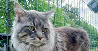 nicolas pet sitter à ST MICHEL 82340_2