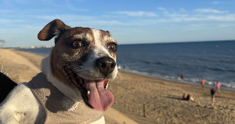 jade pet sitter à BOSROUMOIS 27670_1
