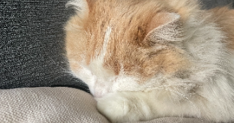 laura et pet sitter à Blagnac 31700_6