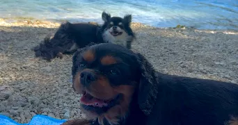 olivia pet sitter à VALENCE 26000