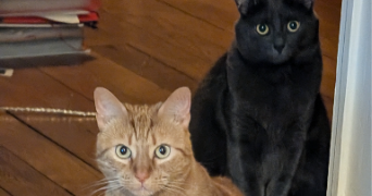 mai et rémi pet sitter à BOIS COLOMBES 92270_6