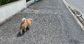 juliette pet sitter à AMIENS 80000_1