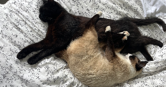 lili-jeanne pet sitter à PLOUGASTEL DAOULAS 29470_2
