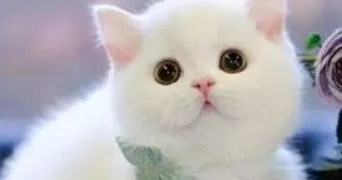 ambrine pet sitter à POITIERS 86000