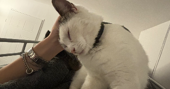 emma pet sitter à MONTESSON 78360_3