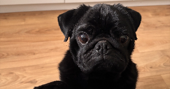 marina pet sitter à QUIMPER 29000_2