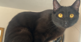 nikolic pet sitter à MONTRABE 31850_4