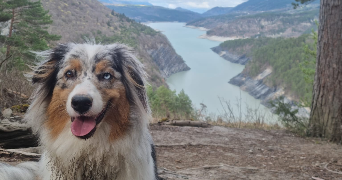 alexandre pet sitter à VILLARD BONNOT 38190_1