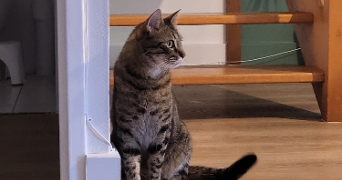 pauline pet sitter à ST SEBASTIEN SUR LOIRE 44230_6