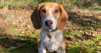 carine pet sitter à STE FLORINE 43250_5