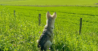 mélodie pet sitter à NUCOURT 95420_6