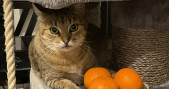 cat'pattes cat sitter à HAYANGE 57700_3